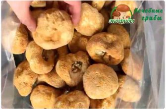 ежовик гребенчатый гриб