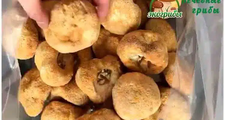 ежовик гребенчатый гриб