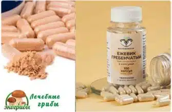 ежовик гребенчатый капсулы